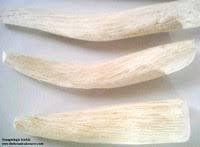 Image result for Synaptolepis