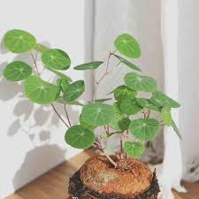 Image result for Salacia erecta