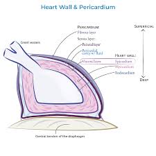 Image result for Pericardium