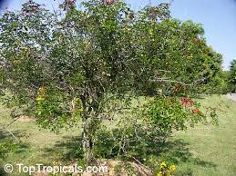 Image result for Caesalpinia cassioides