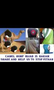 The camel with two humps, camelus bactrianus, native to. Camel Hump Hijab Is Haram Striving Muslimah
