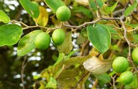 Pokok pandan merupakan pokok serbaguna yang mempunyai 1001 kegunaan bukan sahaja dalam masakan malah boleh digunakan untuk pelbagai yang sebenarnya menanam pokok pandan adalah sangat mudah. Panduan Lengkap Cara Budidaya Pohon Bidara Bagi Pemula Agar Berhasil Dan Sukses Faunadanflora Com