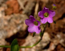 Image result for Oxalis latifolia