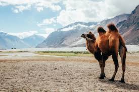 Camels with two humps are called bactrian camels. Double Hump Camel Walking In The Desert In Nubra Valley Ladakh India Stock Photo Adobe Stock