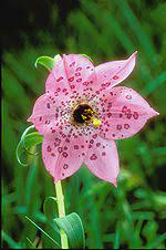 Muchas plantas liliáceas tienen flores muy vistosas, producto de una larga adaptación a los elementos polinizadores, que son principalmente las existen muchos tipos de liliáceas, entre las cuales, en el ámbito de la jardinería, destacan los tulipanes, los narcisos, lirios, azucenas, jacintos, o. Liliaceae Wikipedia La Enciclopedia Libre