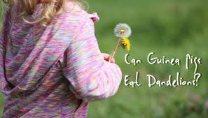 Check spelling or type a new query. Can Guinea Pigs Eat Dandelions Squidgypigs