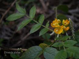 Image result for Senna hirsuta