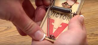How to set a mousetrap step by step. How To Set A Mouse Trap Mice Riddance