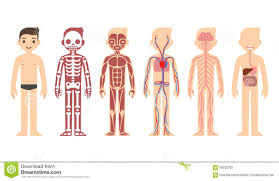 All of the muscles in the human body are known collectively as the muscular system. Anatomy Diagram Stylized Male Body Chart Skeletal Muscular Circulatory Nervous Digestive Systems Flat Cartoo Human Body Diagram Human Body Systems Body Diagram