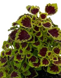 Image result for Coleus engleri