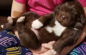 Our newfoundland puppies for sale come from either usda licensed commercial breeders or hobby breeders with no more than 5 breeding mothers. Newfoundland Dog Puppies For Sale Hanover Park Il 323038