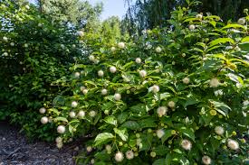 Image result for Cephalanthus