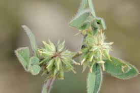 Image result for Maerua becquetii