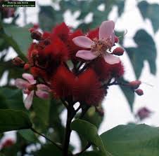 Image result for Bixa orellana