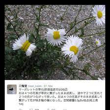 Mutationen in pflanzen (züchtung, biotech). Fukushima Margeriten Hype Um Twitter Foto Der Spiegel
