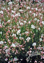 Image result for Oenothera lindheimeri