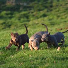 Dad is abkc registered xl mum is ubbr registered mum has a good kind temperament,. Pitbull Chiot Puppy Puppies American Bully Xl Xxl Bully Pitbull A Vendre For Sale France Belgique Bully Pitbull American Bully Bully Xxl