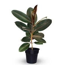 We did not find results for: Ficus Elastica Rubber Plant Buy Online Trivandrum Garden Tech