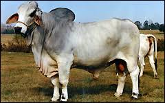 Please use the link below to to submit your ads, make changes or delete. Brahman Purebred Cattle Breeders South Florida Beef Forage Program Uf Ifas
