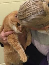 A Woman Adopted A Senior Cat From The Shelter And Came Back For His Old Friend Who Was Waiting For His Forever Home Friends Senior Cat Friends In Love Cats