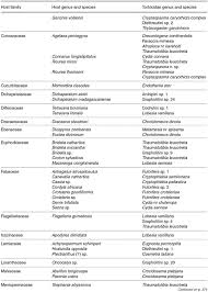 Image result for Achyrospermum schimperi