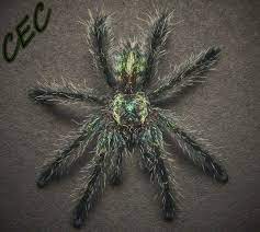 Avicularia diversipes (amazon sapphire pink toe) here is my female a.diversipes who has molted. Ybyrapora Diversipes Arachnoboards