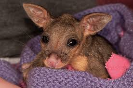 Wearing gloves (always!), place the infants in the box with the heat source and with plenty of warm padding. Information On Brushtail And Ringtail Possums