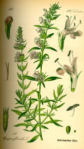 Check spelling or type a new query. Hyssopus Officinalis Wikipedia