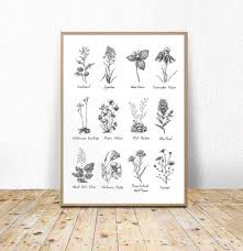 Flower Chart Print With Names And Titles Botanical Chart