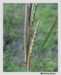 Image result for Coelorachis