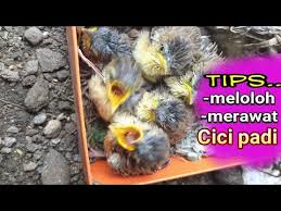 Aq pun tertidur hingga ada suara yang download lagu suara cici padi betina mp3 dapat kamu download secara gratis di downloadlagump3.cc. Download Cici Padi Mp4 Mp3 3gp Naijagreenmovies Fzmovies Netnaija