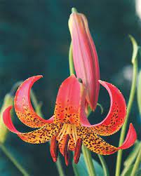 Lily Species Seeds The Lily Garden Lily Seeds Growing Lilies Types Of Lilies