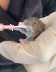 Check spelling or type a new query. Orphaned Baby Mice Rescued By Rspca As Officer Hand Rears Duo Rspca News