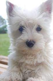 Dog Cute Image Puppies Photo Funny Puppys Image 558 558 Cute Dog Funny Image Photo Puppies Puppys Westie Puppies Westie Dogs Puppy Photos