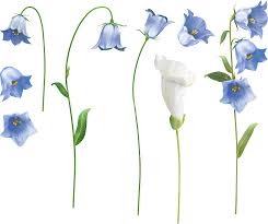 Blue and white flowers png. Morning Glory Flowers Blue White Purple Flowers Png Transparent Background Free Download 48730 Freeiconspng