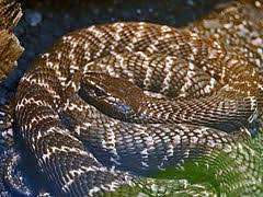 Zebra cobra african snakebite institute. Naja Nigricincta Wikipedia