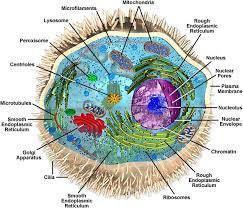 They include a range of multicellular advanced. Molecular Expressions Cell Biology Cell Structure Animal Cell Model