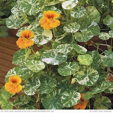 Fascinating Plants With Variegated Foliage Plants For Chickens Variegated Plants Nasturtium