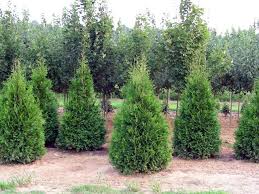 But i can't seem to find which one. Pin On Hamm Landscape Backyard