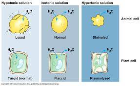 Hypertonic Isotonic Hypotonic Solutions Animal Cell Nursing School Survival Biology Resources