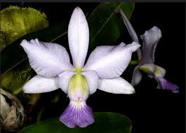 Image result for Habenaria cirrhata