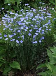 We did not find results for: Flax One Hearty Plant That Comes Up Year After Year And The Deer Won T Eat It Plants Perennials Planting Flowers
