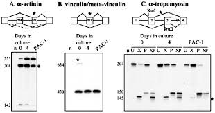 Information about smooth muscles diagram. A Novel Polypyrimidine Tract Binding Protein Paralog Expressed In Smooth Muscle Cells Journal Of Biological Chemistry