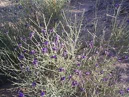 Image result for Enneapogon scoparius