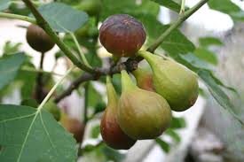 Your fig probably won't bear fruit until the second or third year, so this early pruning provides a strong head start. Figs Possibly Nature S Strangest Fruit Laidback Gardener