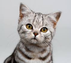 House Cat Google Search Cat Breeds American Shorthair Cat Tabby Cat