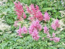 Perennial Flowers That Don T Need Deadheading Flowers Perennials Perennials Plants