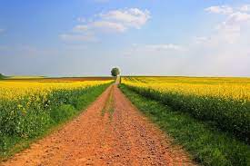 Feld Landwirtschaft Landschaft - Kostenloses Foto auf Pixabay - Pixabay