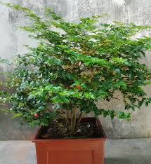 Bibit tanaman buah, terutama bibit buah super atau bibit buah unggul dengan varietas yang dijamin asli merupakan produk unggulan kami. Pusat Distributor Grosir Eceran Jual Bibit Tanaman Buah Jeruk Kingkit Langka Online Murah Di Kota Kabupaten 4 Samudrabibit Com