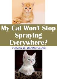 They are basically spraying and showing off, with a foul smell! 14 Enchanting Cat Spraying Smell Products Admirable